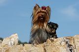 YORKSHIRE TERRIER 518